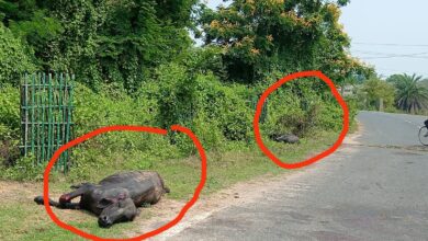 Photo of अज्ञात वाहन ने मारी दो भैंसों को जोरदार टक्कर सिंदरी।