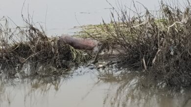 Photo of गौशाला ओपी क्षेत्र में दामोदर नदी में एक युवक की सब मिलने से सनसनी फैल गई।