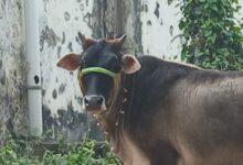 Photo of गौशाला ओपी क्षेत्र में लगातार मवेशियों की चोरी, बीआईटी कैंपस के पास से गाय गायब