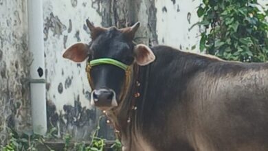 Photo of गौशाला ओपी क्षेत्र में लगातार मवेशियों की चोरी, बीआईटी कैंपस के पास से गाय गायब